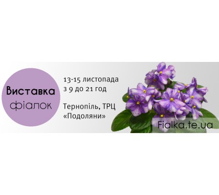 Выставка фиалок в Тернополе 13-15 ноября